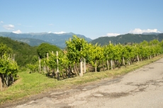 MG_6240-Pano